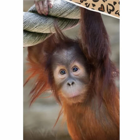 Bombažni listi Opica orangutan